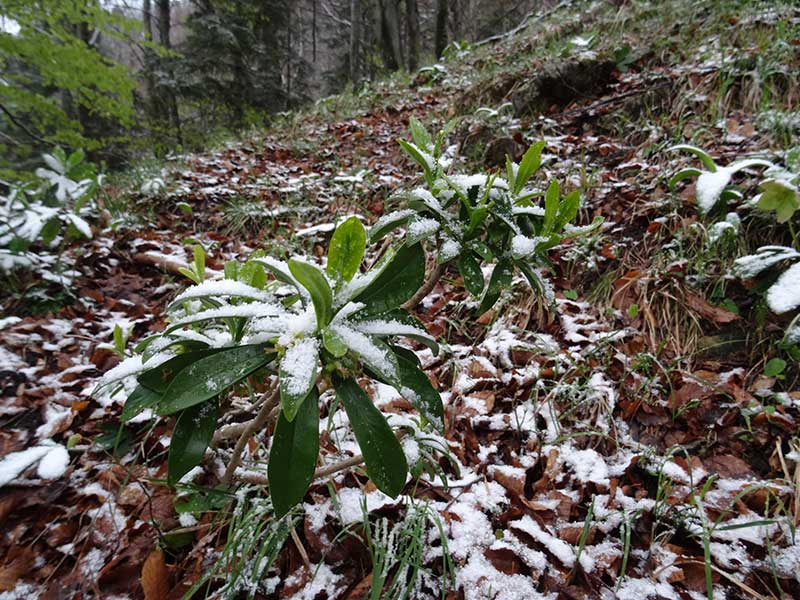 Schneeberg